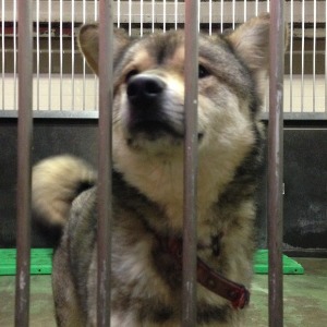 センターに収容されている犬達の様子12月28日_d0226013_0281841.jpg