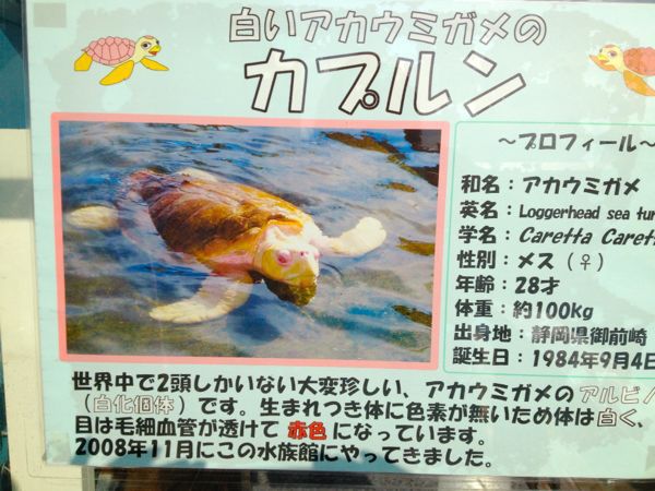 和歌山へGO!パート2_e0292546_23295430.jpg