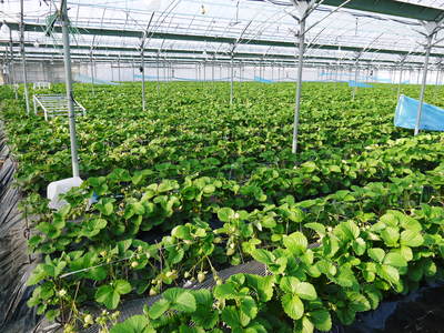 紅ほっぺ 1番果出荷最盛期です!_a0254656_16503288.jpg