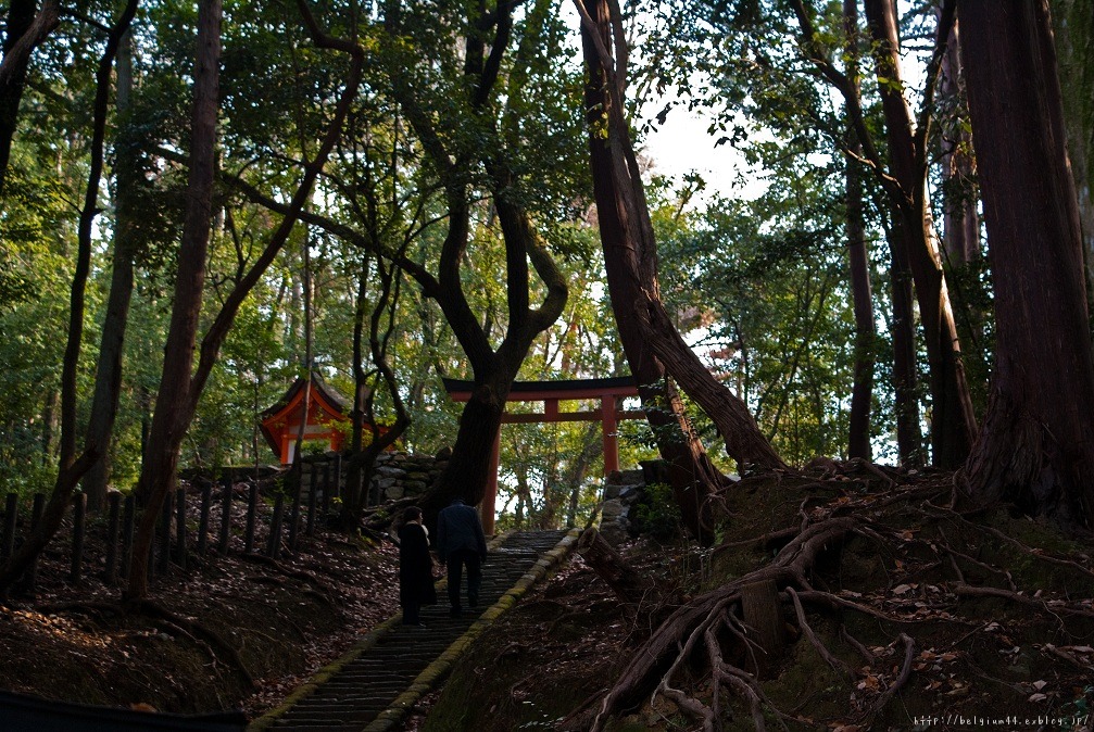 だるまみくじ～吉田神社_f0102363_2156021.jpg