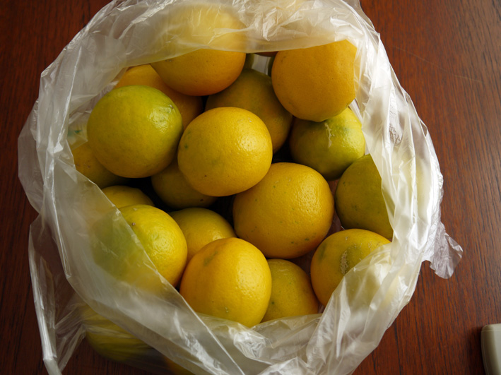 今年の初収穫は庭の色付いたレモン２２個（2013・1・1）_c0014967_13153117.jpg