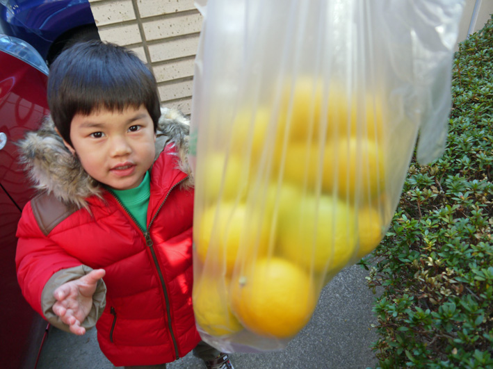 今年の初収穫は庭の色付いたレモン２２個（2013・1・1）_c0014967_13154944.jpg