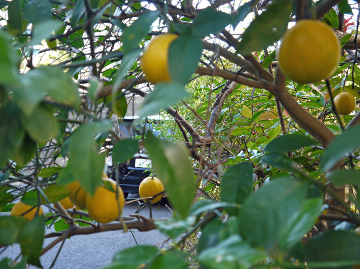 今年の初収穫は庭の色付いたレモン２２個（2013・1・1）_c0014967_13161150.jpg