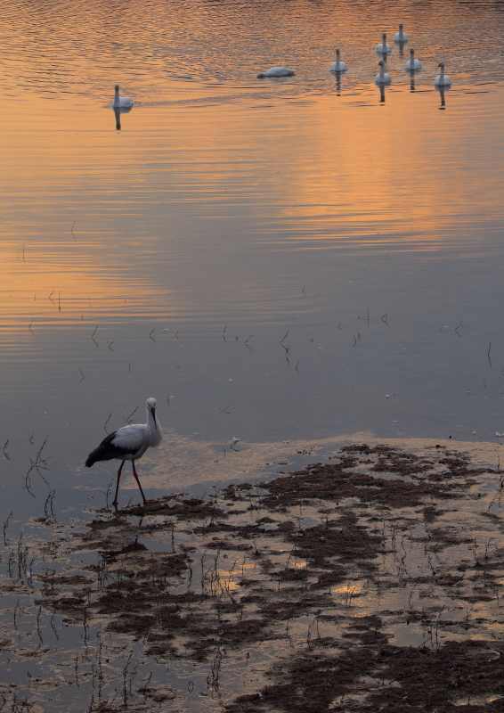 2013年１月２日～３日　コウノトリとコハクチョウ_f0215969_10185885.jpg