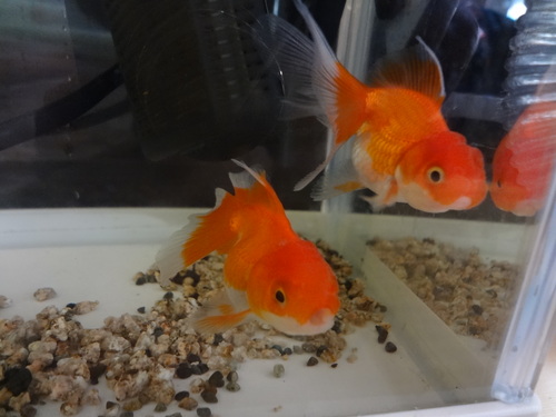貧乏人の90cm金魚水槽
