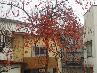 b0161371_2335322.jpg