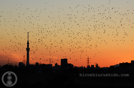 鳥たちの初夕暮れ_c0229485_04191.jpg