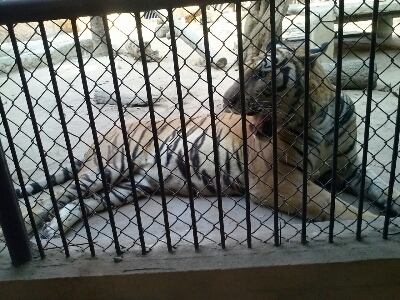 動物園_d0284785_11293417.jpg