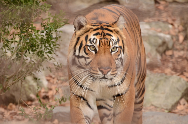 ２０１３年１月　東山動物園　その１　ライオンの赤ちゃんたち_a0052986_23462754.jpg