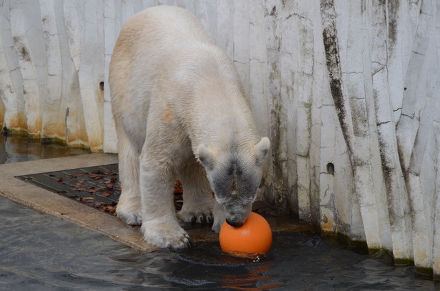 ２０１３年１月　東山動物園　その１　ライオンの赤ちゃんたち_a0052986_23493392.jpg