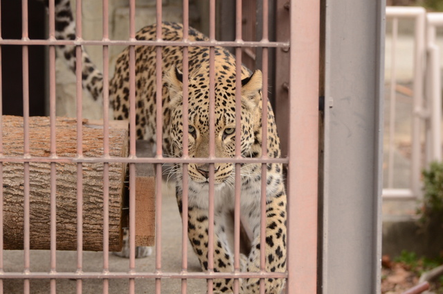 ２０１３年１月　東山動物園　その１　ライオンの赤ちゃんたち_a0052986_23504245.jpg