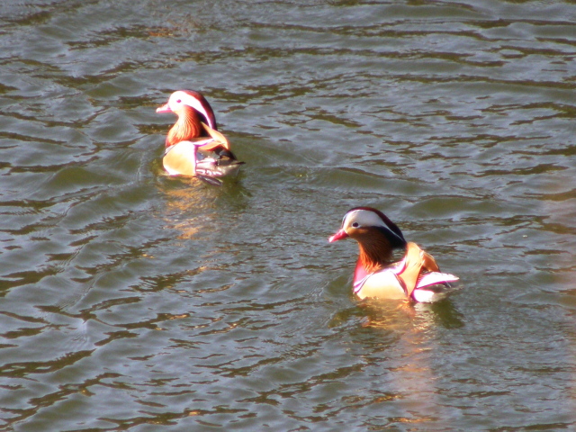 a0206496_730028.jpg