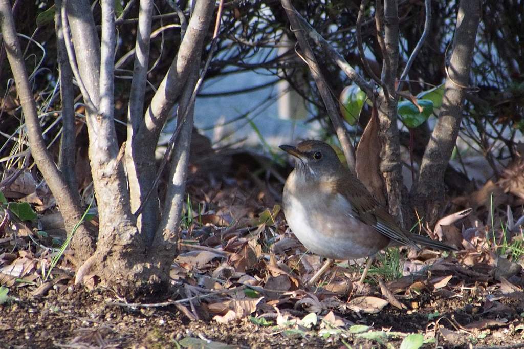 シロハラ・公園で初見／ホオジロ／初日の出_b0024798_2128266.jpg