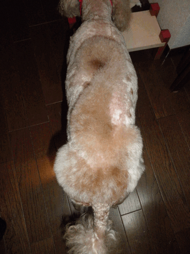 c0136736_1727534.gif