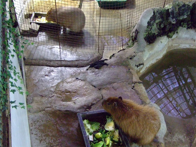 元旦も開園してるよ♪ 草津熱帯圏_a0179837_13155556.jpg