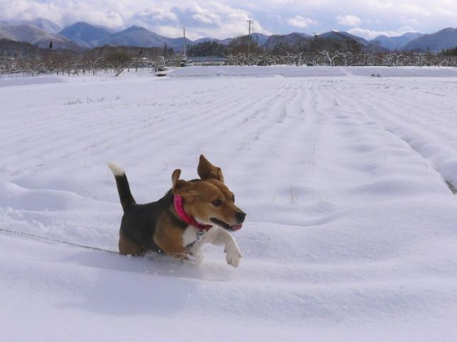 ビーグル犬・雪の上を走る_c0190940_19284527.jpg