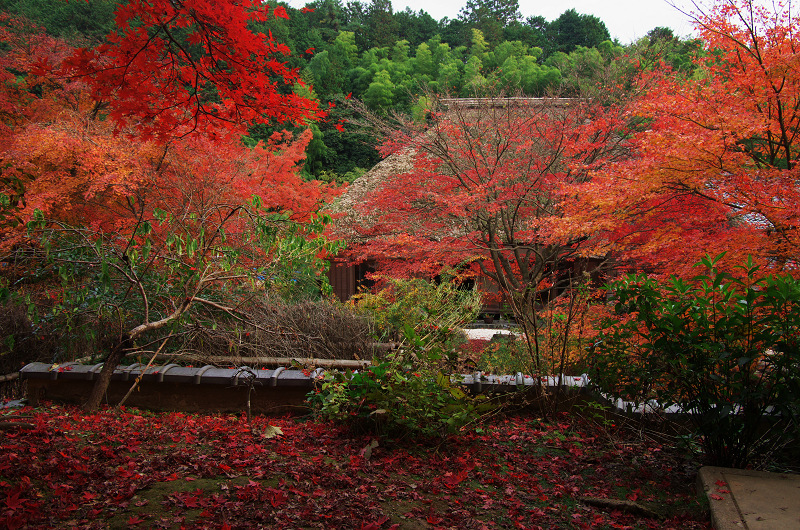 晩秋絶景（直指庵・後編）_f0155048_2357218.jpg