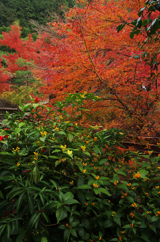 晩秋絶景（直指庵・後編）_f0155048_23573151.jpg