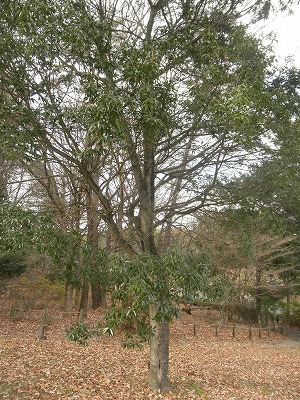 f0057070_17165436.jpg