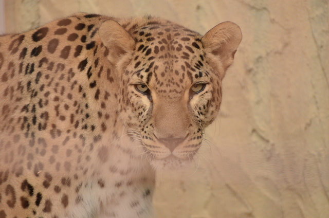 ２０１３年１月　東山動物園　その１　ライオンの赤ちゃんたち_a0052986_0485038.jpg