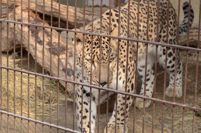 ２０１３年１月　東山動物園　その１　ライオンの赤ちゃんたち_a0052986_0492519.jpg