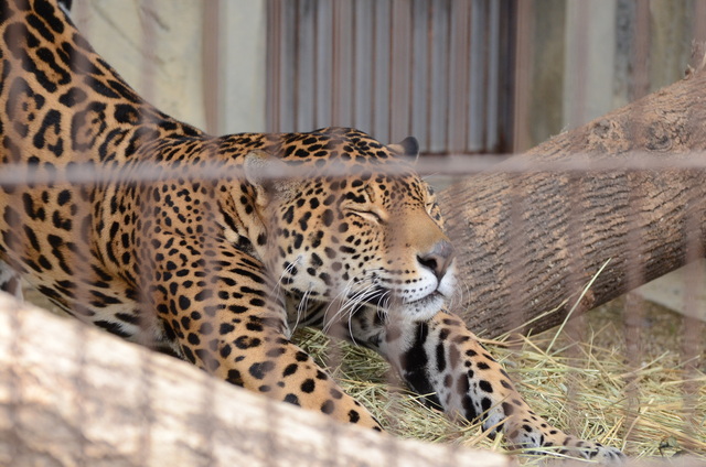 ２０１３年１月　東山動物園　その１　ライオンの赤ちゃんたち_a0052986_0512080.jpg