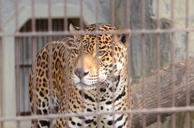 ２０１３年１月　東山動物園　その１　ライオンの赤ちゃんたち_a0052986_0513851.jpg