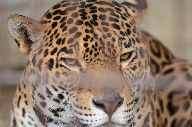 ２０１３年１月　東山動物園　その１　ライオンの赤ちゃんたち_a0052986_0515348.jpg