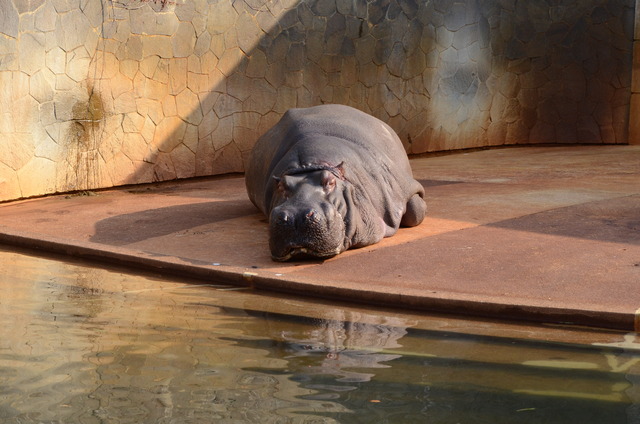 ２０１３年１月　東山動物園　その１　ライオンの赤ちゃんたち_a0052986_0522922.jpg