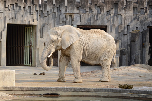 ２０１３年１月　東山動物園　その１　ライオンの赤ちゃんたち_a0052986_059611.jpg