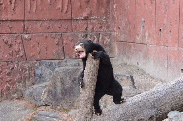 ２０１３年１月　東山動物園　その１　ライオンの赤ちゃんたち_a0052986_10548.jpg