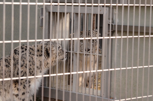 ２０１３年１月　東山動物園　その２　ユキヒョウさん達_a0052986_2336931.jpg