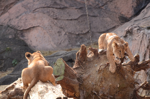 ２０１３年１月　東山動物園　その１　ライオンの赤ちゃんたち_a0052986_23402856.jpg