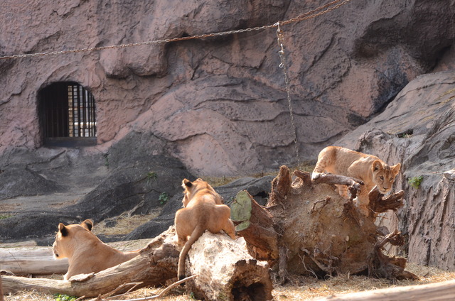 ２０１３年１月　東山動物園　その１　ライオンの赤ちゃんたち_a0052986_23411070.jpg