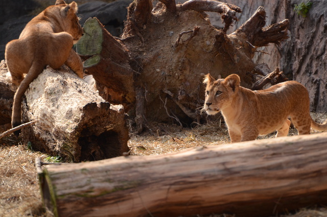 ２０１３年１月　東山動物園　その１　ライオンの赤ちゃんたち_a0052986_23421244.jpg