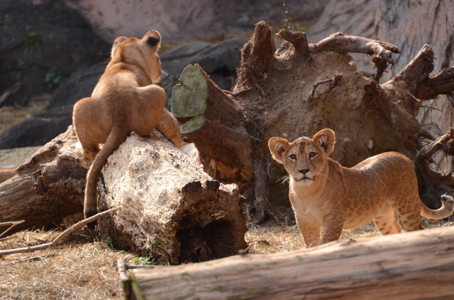 ２０１３年１月　東山動物園　その１　ライオンの赤ちゃんたち_a0052986_23424379.jpg