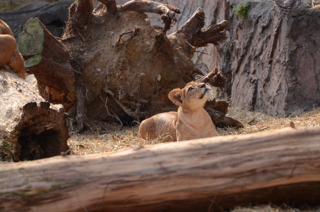 ２０１３年１月　東山動物園　その１　ライオンの赤ちゃんたち_a0052986_2343091.jpg