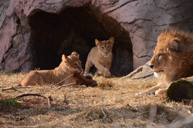 ２０１３年１月　東山動物園　その１　ライオンの赤ちゃんたち_a0052986_23444079.jpg