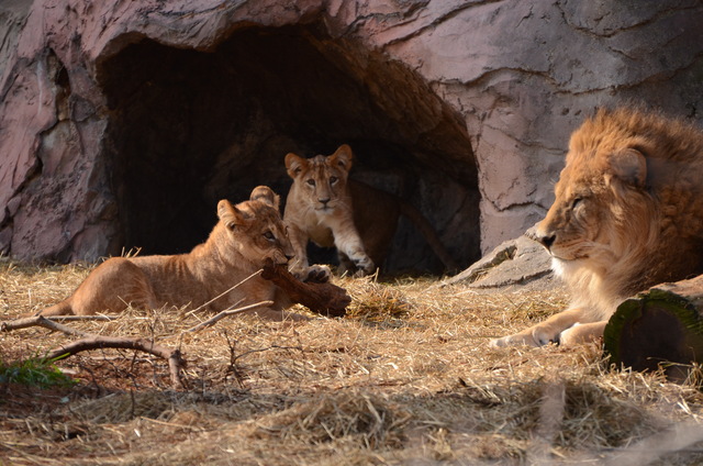 ２０１３年１月　東山動物園　その１　ライオンの赤ちゃんたち_a0052986_2344571.jpg