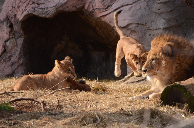 ２０１３年１月　東山動物園　その１　ライオンの赤ちゃんたち_a0052986_23543269.jpg