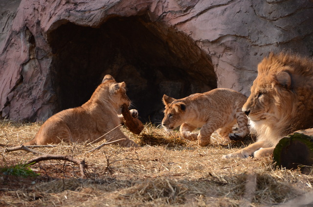 ２０１３年１月　東山動物園　その１　ライオンの赤ちゃんたち_a0052986_23544954.jpg