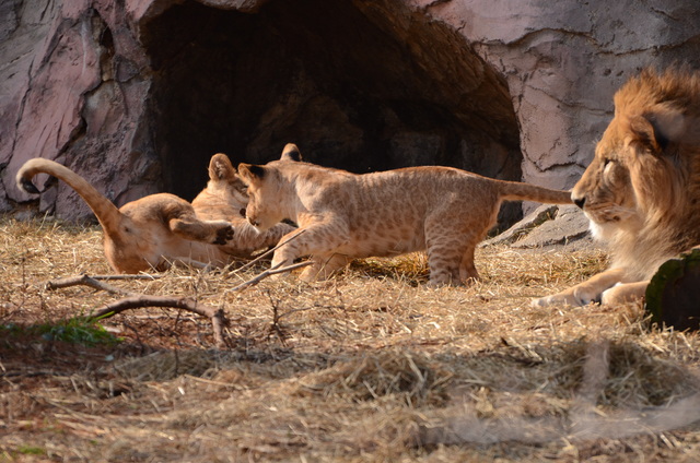 ２０１３年１月　東山動物園　その１　ライオンの赤ちゃんたち_a0052986_23551596.jpg