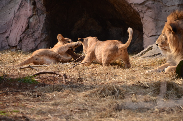 ２０１３年１月　東山動物園　その１　ライオンの赤ちゃんたち_a0052986_23554243.jpg