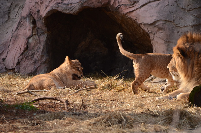 ２０１３年１月　東山動物園　その１　ライオンの赤ちゃんたち_a0052986_23564420.jpg