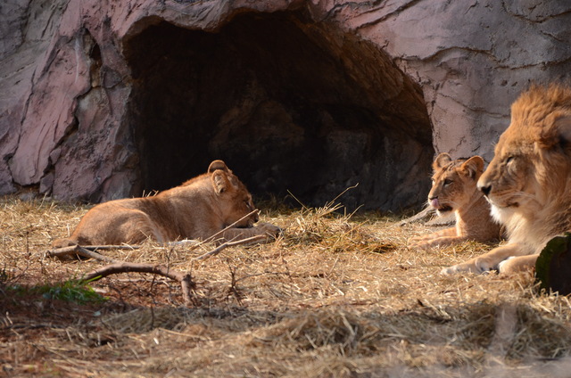 ２０１３年１月　東山動物園　その１　ライオンの赤ちゃんたち_a0052986_23573019.jpg