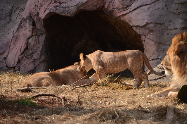 ２０１３年１月　東山動物園　その１　ライオンの赤ちゃんたち_a0052986_23575362.jpg