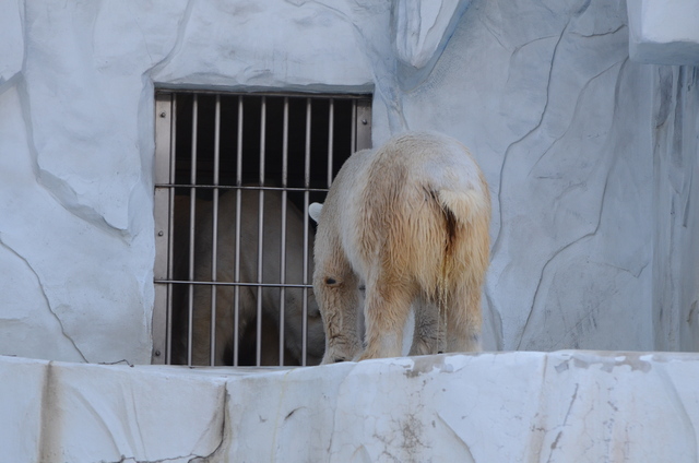 ２０１３年１月　東山動物園　その１　ライオンの赤ちゃんたち_a0052986_2359186.jpg