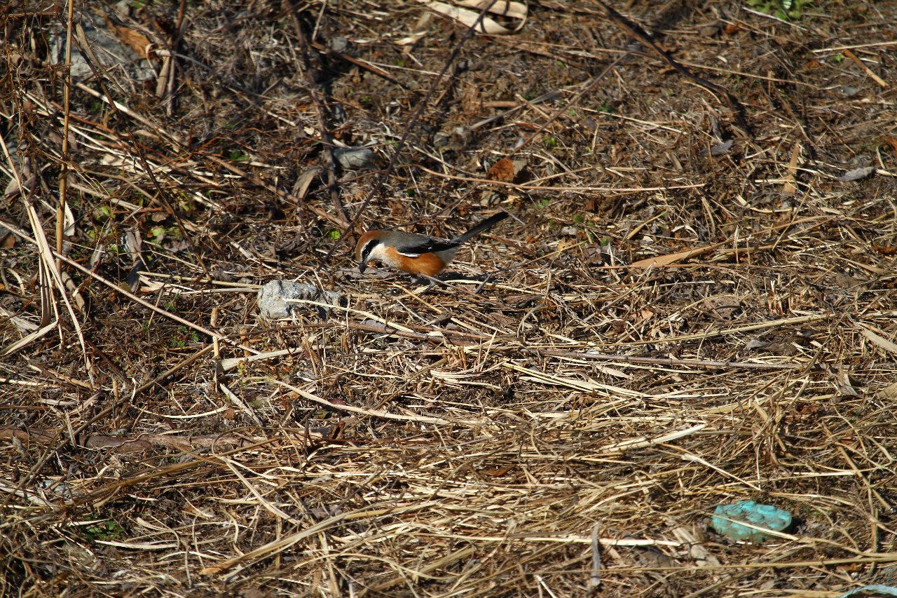 e0167295_7501773.jpg