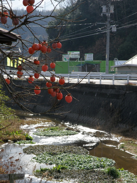 a0206496_1020472.jpg