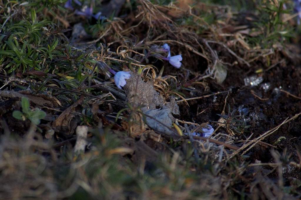 タシギ/アリスイ健在です/霜柱と芝桜_b0024798_20505487.jpg